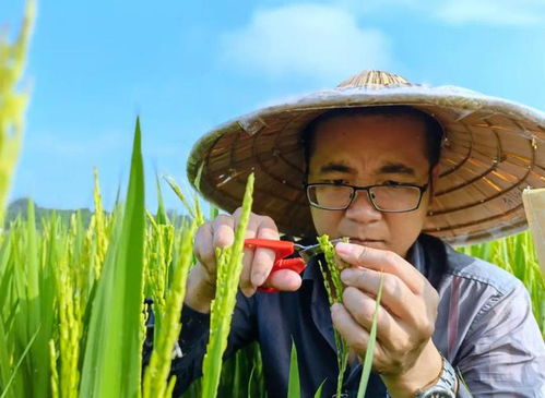 自貢青年說①丨鄢圣敏 品嘗孤獨的稻田守望者