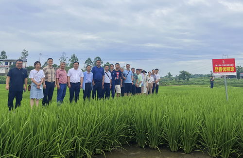 四川省農業科學院 深入調研解難題,筑牢 天府糧倉 種業芯片 品香a 系列水稻品種種子生產技術調研座談會召開