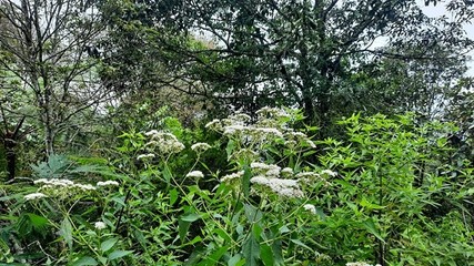 四川問政回音|市民偶遇農業入侵物種 自貢農業局:已鏟除-群眾呼聲四川問政-四川省網上群眾工作平臺