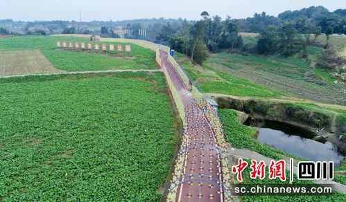 自貢貢井 大頭菜被納入 國字號 名錄