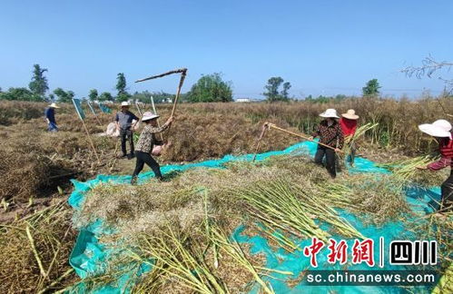 自貢富順 油菜迎來收獲季