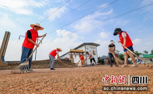 自貢貢井 4萬畝高粱迎豐收