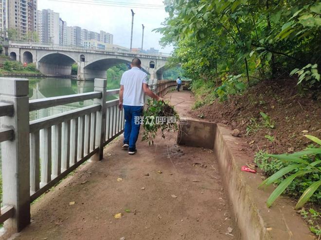 四川問政回音|市民偶遇農業入侵物種 自貢農業局:已鏟除