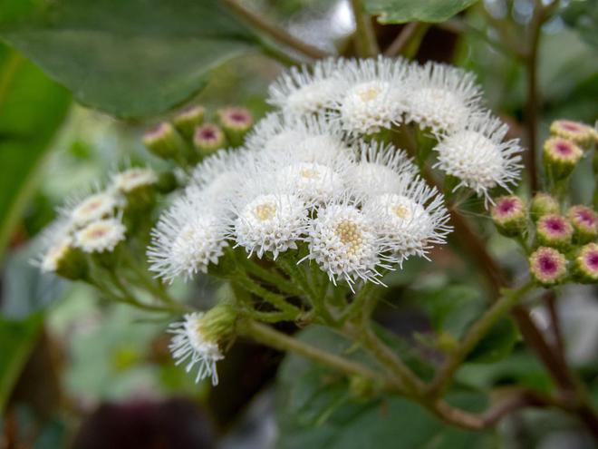 四川問政回音|市民偶遇農業入侵物種 自貢農業局:已鏟除