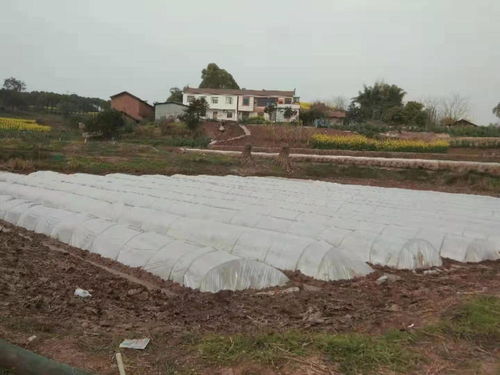 稻蝦共作 帶領121名脫貧戶奔小康 四川自貢沿灘這個村跑出鄉村振興新路子