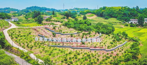 自貢市大安區 打造鄉村振興丘區示范 描繪鄉村振興錦繡畫卷
