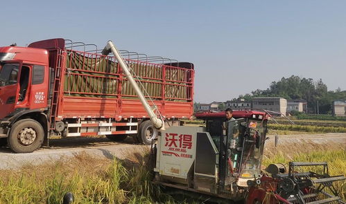 四川省自貢市大安區水稻豐收季 8萬余畝稻田喜迎開鐮