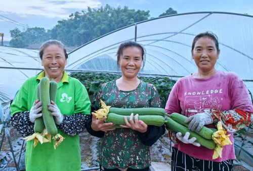 自貢貢井 滿藤絲瓜香 豐收采摘忙