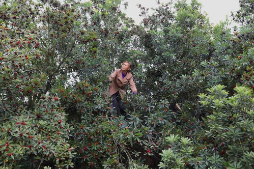 自貢榮縣度佳鎮(zhèn) 從枝頭甜到心頭 2000畝楊梅產(chǎn)銷兩旺