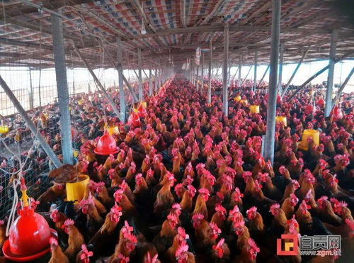 厲害了 自貢這兩個鎮(zhèn) 鄉(xiāng) 全國有 品