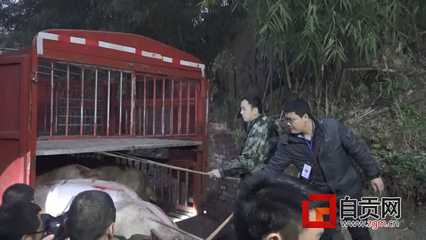 自貢市成功查處生豬注水案件，農業農村與公安部門聯合執法顯成效
