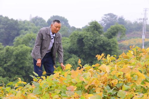 貢井10萬畝大豆豐收在望，預計總產值達2340萬元