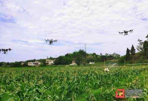 自貢市開展農業有害生物災害應急響應演練，筑牢農業生產安全防線