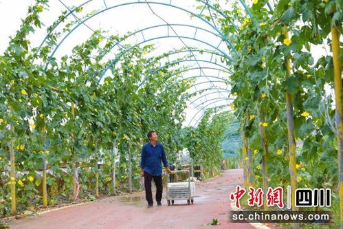 自貢貢井 大頭菜萬米風干長廊與絲瓜滿藤迎豐收