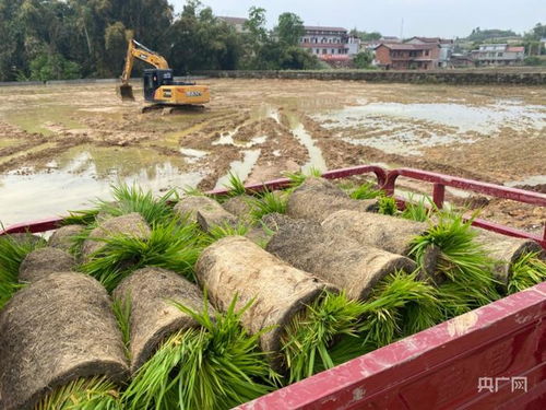 萬象耕新稻共養 四川自貢紅旗村的生態農業新模式