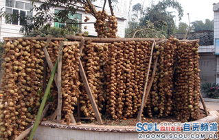 自貢市古文鎮: 發展現代農業工業，推進城鎮化建設